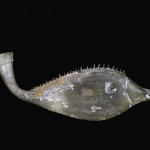 Fish, transparent pale green, blown, applied. Roman Empire, 3rd century A.D. L: 22.5 cm.