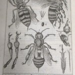 Illustration of three bees.