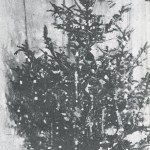 The first electrically-lit Christmas tree in 1882. (From pg. 25 of Christmas through the decades by Robert Brenner, 1993)