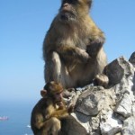 Monkey at the top of The Rock of Gibraltar