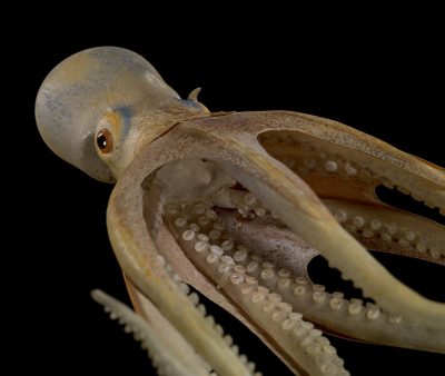 Specimen of Blaschka Marine Life: Octopus Salutii (Nr. 573), Leopold and Rudolf Blaschka, Dresden, Germany, 1885. Lent by Cornell University, Department of Ecology and Evolutionary Biology. L.17.3.63-46.