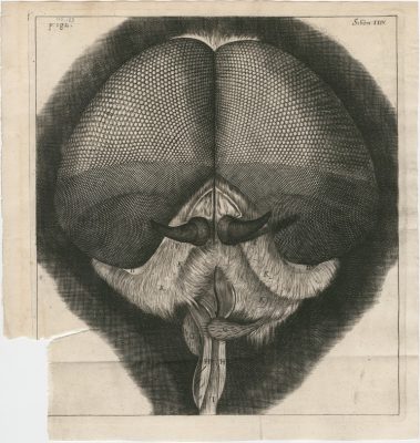 Illustration from Micrographia (London, 1665), Robert Hooke.