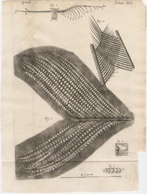 Illustration from Micrographia (London, 1665), Robert Hooke.