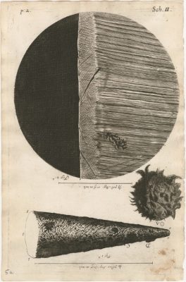 Illustration from Micrographia (London, 1665), Robert Hooke.