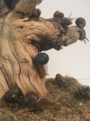 Mauro Vianello, Snails