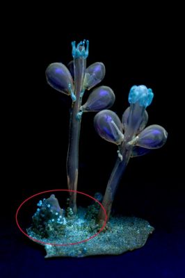 Under shortwave UV, some of the tiny glass beads on the base also fluoresce the typical icy blue of lead glass, but not all of them do. This is not because the beads have different compositions, but merely that most are covered with glue that masks the fluorescence.