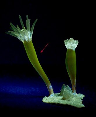 The dull yellow fluorescence seen under longwave UV indicates manganese is present in the glass.