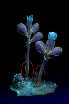 Under both longwave and shortwave UV light, dark orange streaks are visible on the lower parts of the stalks. This is a resin, probably the same one that was used to glue the stalks to the base. The streaks contrast with the rest of the stalks, which were not painted with a coating like most of the glass on many other Blaschka models.