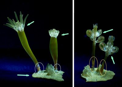 Although we can’t identify most of the resins based on their fluorescence, we can see that there are at least four different kinds of resins or waxes in this model: the orange fluorescing shellac is only found on the life-size version (see figure 1), the others are marked in the image above with green arrows, white circles, and orange circles. The bluish fluorescence in the white circles could be a later addition from a previous repair.