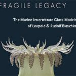 Fragile Legacy: The Marine Invertebrate Glass Models of Leopold and Rudolf Blaschka