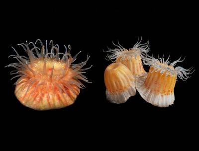 Stomphia coccinea, the swimming anemone live in Friday Harbor (Harvell photo, left) and in glass (Claire Smith photo, right).