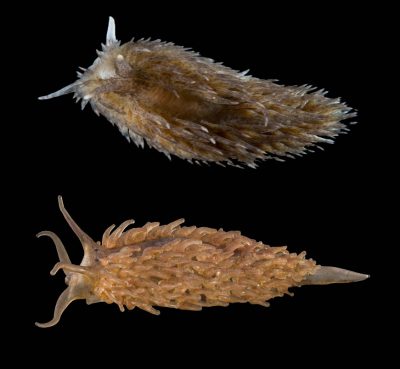 Aeolidia papillosa, the sea mouse nudibranch, lives in Friday Harbor (Yoshioka photo, top) and in glass (Courtesy of Corning Museum of Glass, bottom).