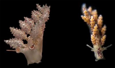 Doto coronata, a nudibranch live from Shoals Marine Lab (Yoshioka photo, left) and in glass (Claire Smith photo, right).