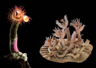 Serpula vermicularis, a tubeworm live in Friday Harbor (Yoshioka photo, left) and in glass (Courtesy of Corning Museum of Glass, right).