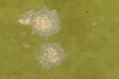 Detail of lampshade sample under a microscope