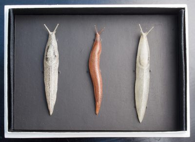 Leopold and Rudolf Blaschka, Three glass models of slugs, Mid-to late 19th century, Length: 9 cm (31/2 in) Germany. © Rosamond Purcell, 2015