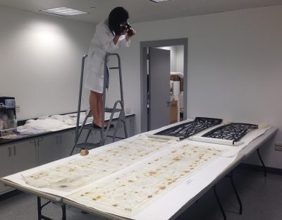 Laura photographs tracing paper and photograph cartoons, two of which have been treated, and two of which have not yet been treated, to compare the results of the treatment steps taken so far. “During treatment” photography is an important part of treatment documentation for the objects. These objects are from the rolls we treated for St. Peter’s Church, Bristol, England.