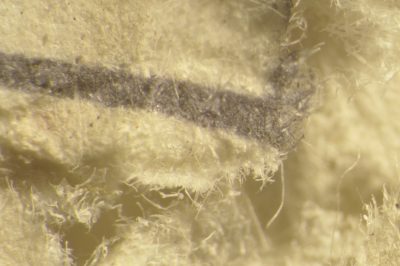 Photomicrograph of a paper cartoon showing the paper fibers at a torn edge.