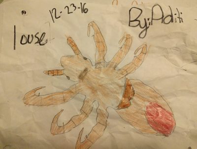 Aditi's drawing of a louse based on what she saw through the Foldscope.