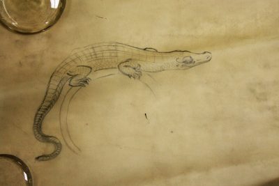 Sketch of a lizard