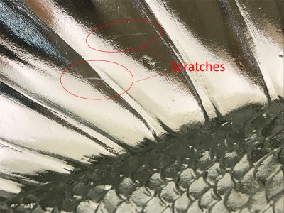 Closer view of small (1-2 cm) scratches noted on the fish’s fin.